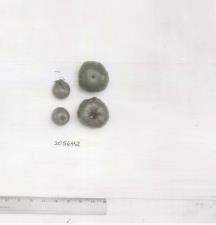 Click for 1 image(s) for this accession. FRUIT